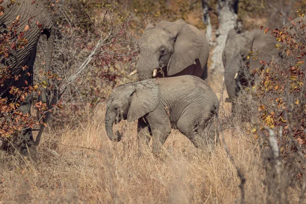 サファリの象のクローズアップ — ストック写真