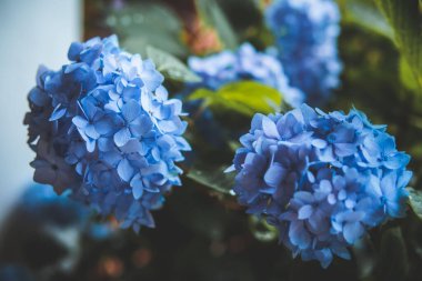 A closeup shot of blue Hydrangeas