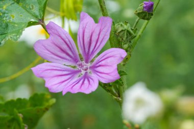 Yeşil bahçedeki pembe bir Mallow çiçeğinin yakın çekimi.