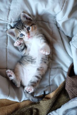 A vertical shot of a tiny little kitten laying on its back and looking up with a playful expression