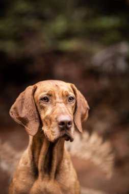 Ormanda güzel bir Vizsla 'nın dikey yakın çekimi.
