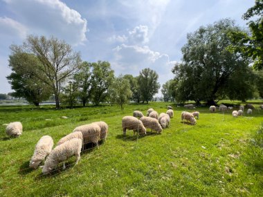Güzel bir tarlada otlayan beyaz koyunların yakın çekimi.