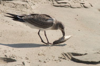A closeup of a Seagull devours a fish along the shore of Emerald Isle North Carolina