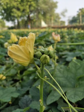Luffa aegyptiaca, Sünger kabağı, Mısır salatalığı veya Vietnam luffası, Güney 'de yetişen ve meyveleri için yetiştirilen yıllık bir sarmaşık türüdür.
