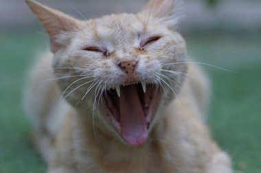 A closeup of the cream cat yawning.