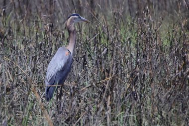 Tarladaki gri balıkçıl balığının yakın çekimi.