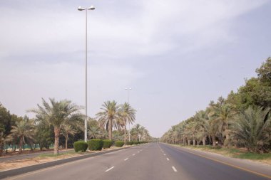 road in desert with palm trees