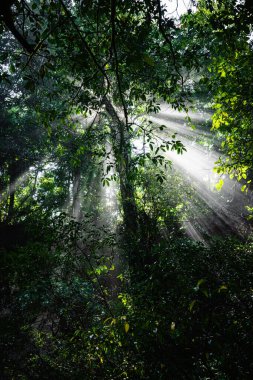 A vertical low angle shot of sun rays falling through the trees in the jungle in Khao Yai, Thailand