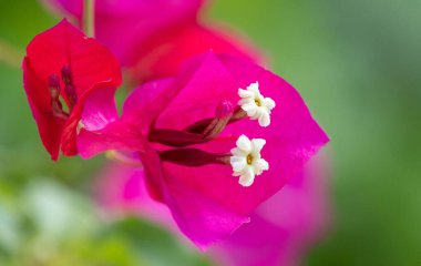Bougainvillea Spektabilis çiçeklerine yakın plan, doğa.