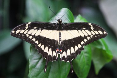 A closeup of a Giant Swallowtail (Papilio cresphontes) butterfly on a green leaf