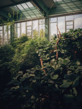 Işık, yeşildeki gölgeler, Tierpark Berlin 'deki tropikal bitkiler.