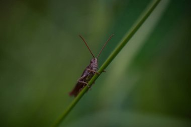 A selective focus shot of a grasshopper grasping grass in a field