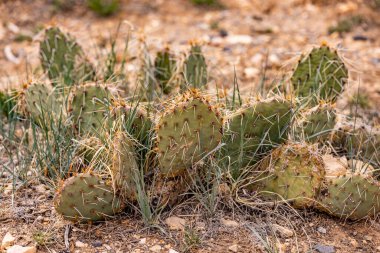 A field with growing prickly pears