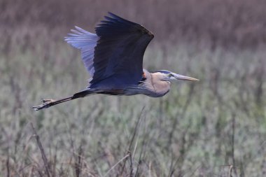 Gri balıkçıl kuşunun çimlerin üzerinde uçuşu