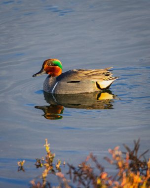 Sudaki yeşil kanatlı bir deniz mavisi (Anas carolinensis) dikey görüntüsü