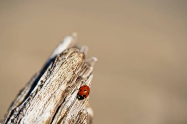 Uğur böceğinin bulanık arkaplanlı ahşap bir parça üzerindeki sığ odak görüntüsü