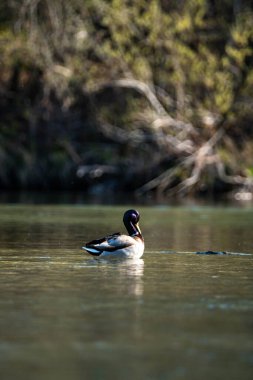 Su yüzeyinde yüzen erkek yaban ördeğinin dikey görüntüsü. Anas platyrhynchos.