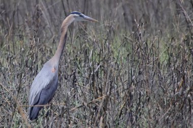 Tarladaki gri balıkçıl balığının yakın çekimi.