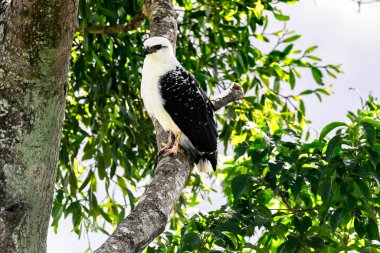 Beyaz boyunlu bir şahinin yakın çekimi.