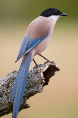 Gök mavisi kanatlı saksağan kuşunun sığ bir odağı ağaç dalında oturuyor.