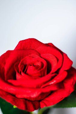 Beyaz arkaplan üzerinde kırmızı bir gülün dikey görüntüsü