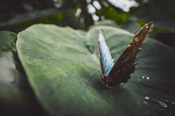 Close Shot Beautiful Blue Morpho Butterfly Leaf Garden — Stock Photo, Image