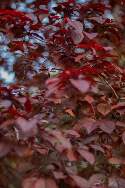 Vertical Closeup Shot Red Leaves Tree — Stock Photo, Image