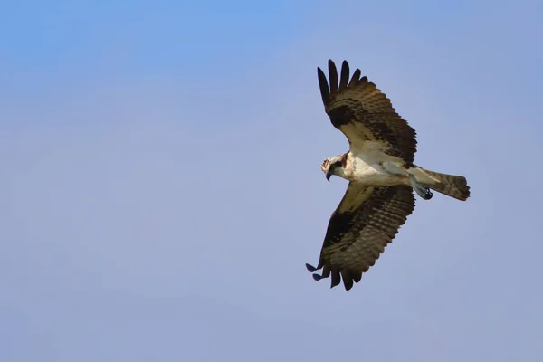 雲のない空への飛行中に美しい野生の鷹の低角度ショット — ストック写真