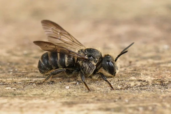 Closeup Detalhada Cleptoparasita Banded Abelha Escura Stelis Punctulatissima Sentado Madeira — Fotografia de Stock