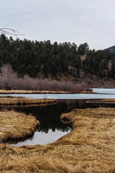 Vertical Shot Yellow Dried Grass Lake Evergreen Colorado — Photo