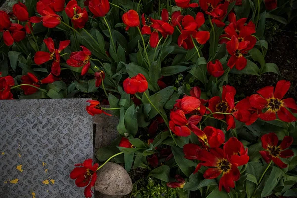 Top View Shot Red Tulips Garden — Fotografia de Stock