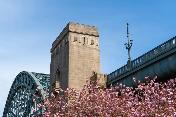 Stunning Display Pink Cherry Blossom Tyne Bridge Joins Newcastle Tyne — Zdjęcie stockowe