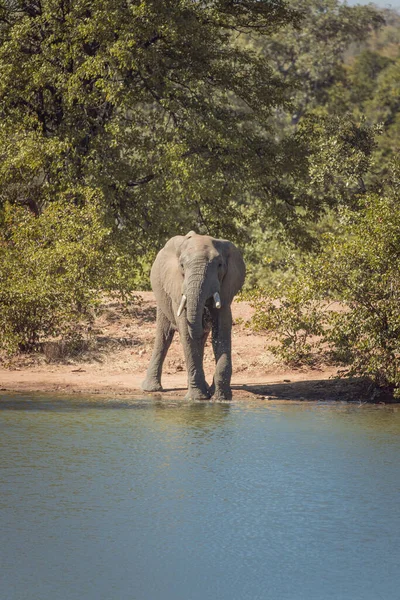 Gros Plan Eau Potable Éléphant Étang Dans Safari — Photo
