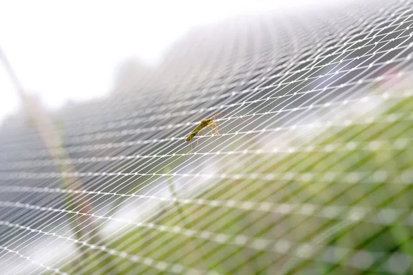 Großaufnahme Einer Mücke Die Auf Einem Fenstersieb Steht — Stockfoto
