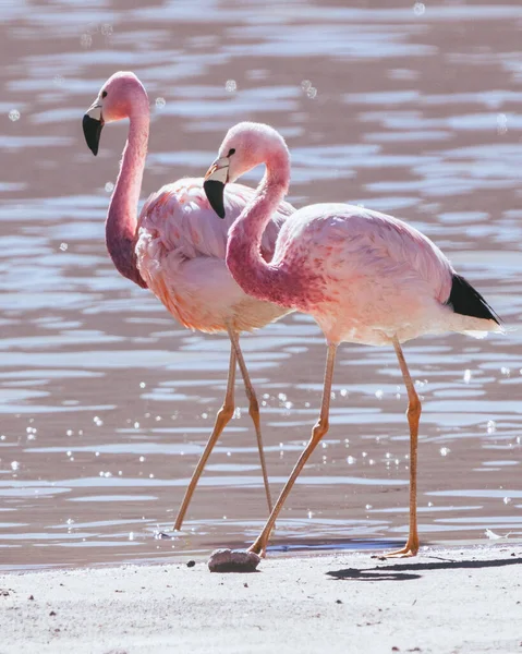 Selective Flamingos Lake — Stock Photo, Image