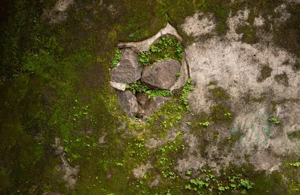 Leuchtend Grünes Moos Auf Der Alten Steinmauer Moosige Alte Mauer — Stockfoto