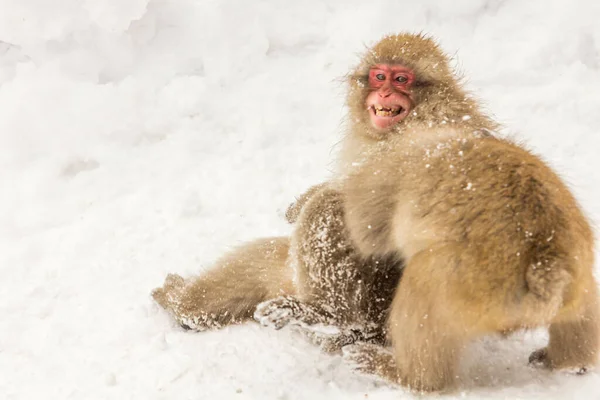 Selective Japanese Macaque Macaca Fuscata Snowy Area — Stock Photo, Image