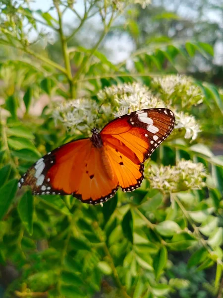 Vertical Closeup Beautiful Orange Butterfly Green Plants —  Fotos de Stock