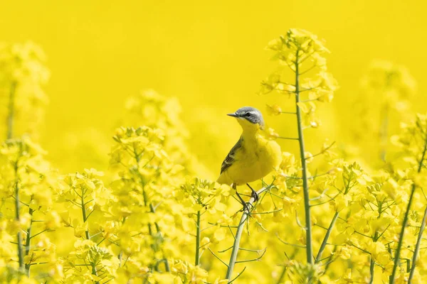 Detailní Záběr Malého Ptáčka Žlutým Peřím Malým Zobákem Poli Plném — Stock fotografie