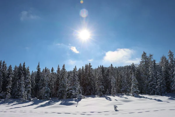 Een Prachtig Uitzicht Besneeuwd Dennenbos Tegen Een Zonnige Blauwe Lucht — Stockfoto