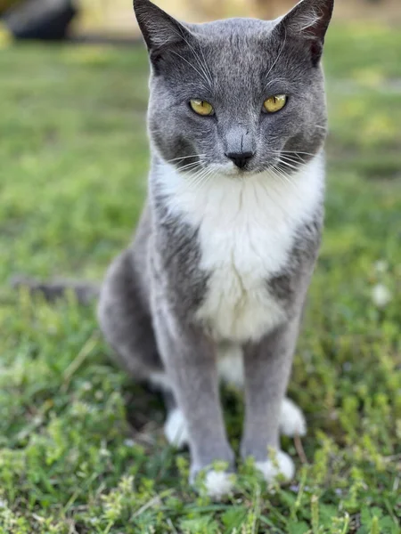 一只灰色和白色的猫的特写镜头 黄色的眼睛坐在那里看着相机 — 图库照片