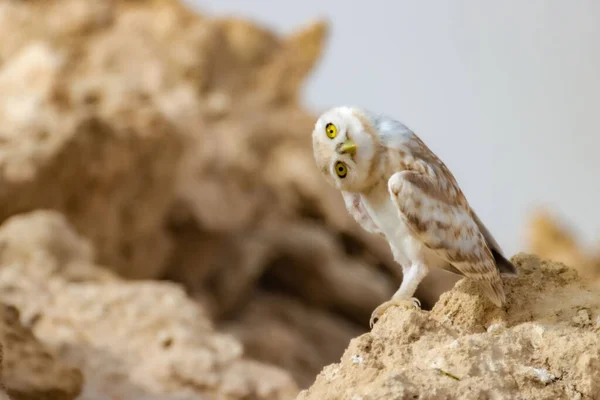 Foco Poco Profundo Adorable Búho Marrón Pequeño Posado Roca —  Fotos de Stock