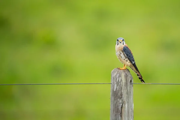 Sparrow Kestrel Perched Wooden Fence — Stock Photo, Image