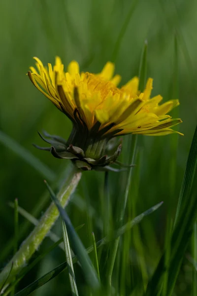 Вертикальный Снимок Цветка Желтого Одуванчика Поле — стоковое фото