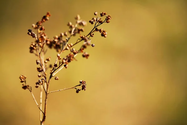 背景がぼやけているヨモギの植物の浅い焦点ショット — ストック写真