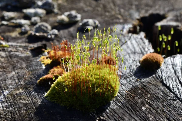 Closeup Shot Green Moss Growing Tree Stump Morning Sun — Zdjęcie stockowe