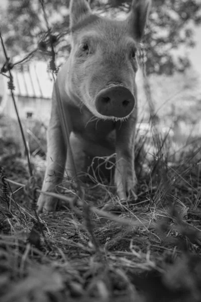 Disparo Vertical Cerdo Joven Parado Una Granja Junto Una Cerca — Foto de Stock