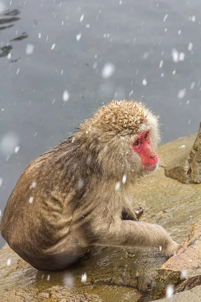 A vertical shot of a fluffy wild macaque monkey under snowfall
