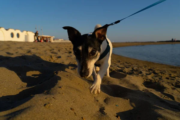 Großaufnahme Eines Schönen Jack Russell Terrier Hundes Strand Bei Tageslicht — Stockfoto
