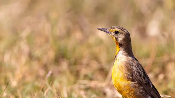 Selective Passeriformes Bird Field — Foto Stock